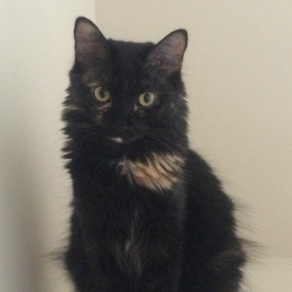 Meet your Posher, Lilybillie